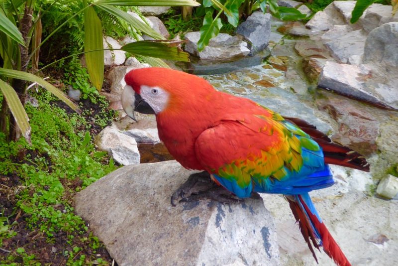 The scarlet Macaw in the aviary