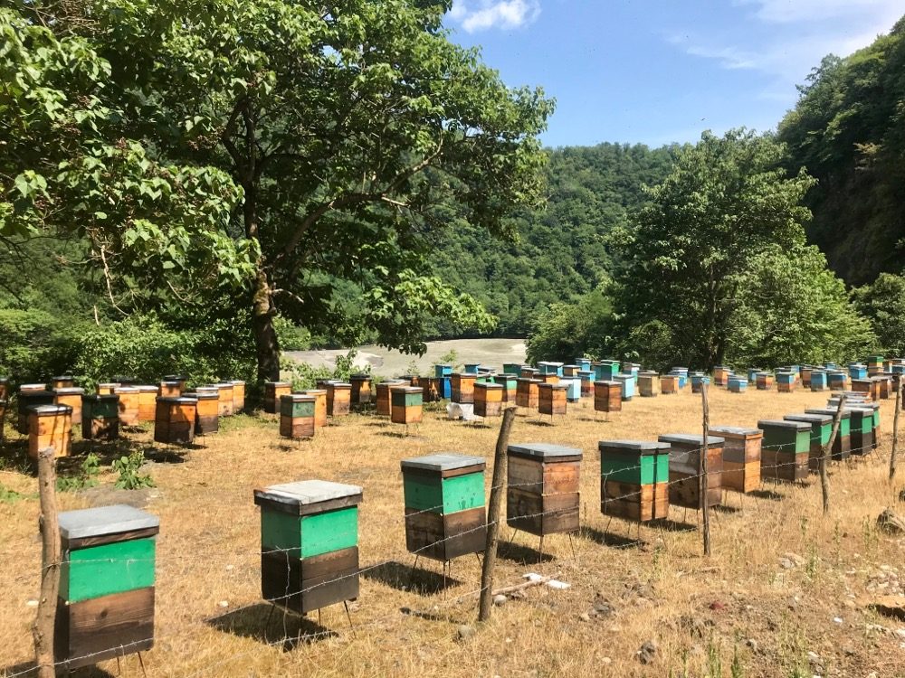We saw many colourful hives alongside the river and in many peoples front yards