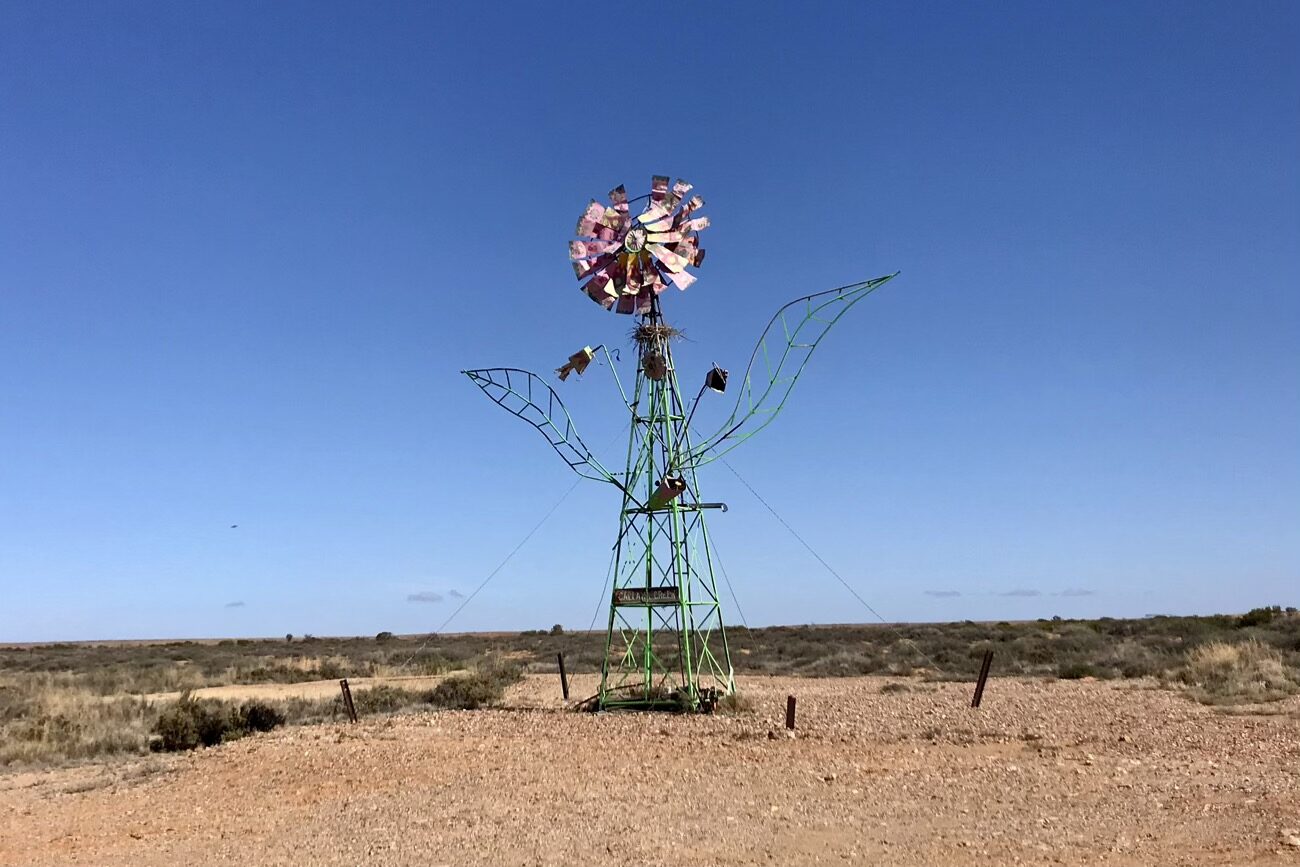 A large junk desert daisy