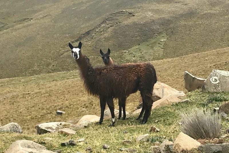 The 2 headed, 6 legged llama!