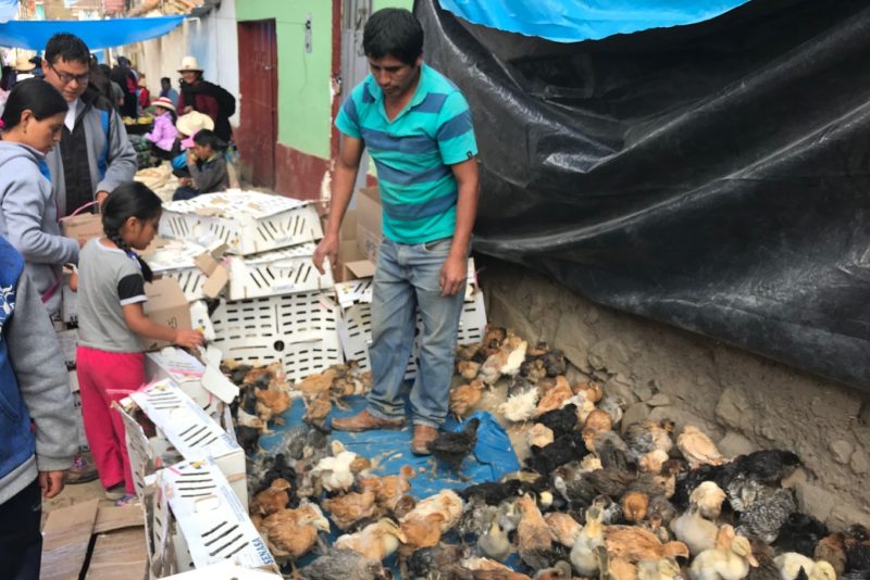 Baby chicks and ducklings for sale in the market