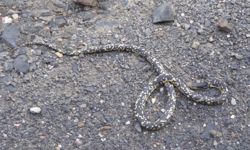 Sammy the snake snoozing  in the middle of the road (may have been dead but not keen to find out!
