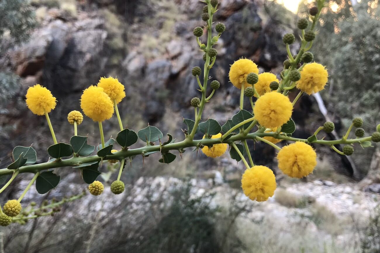 Striking yellow flowers in the gorge