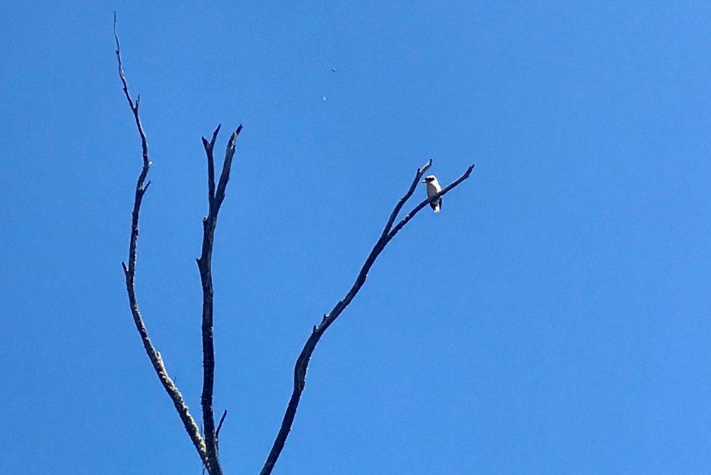 Kookaburra sits in the old gum tree…