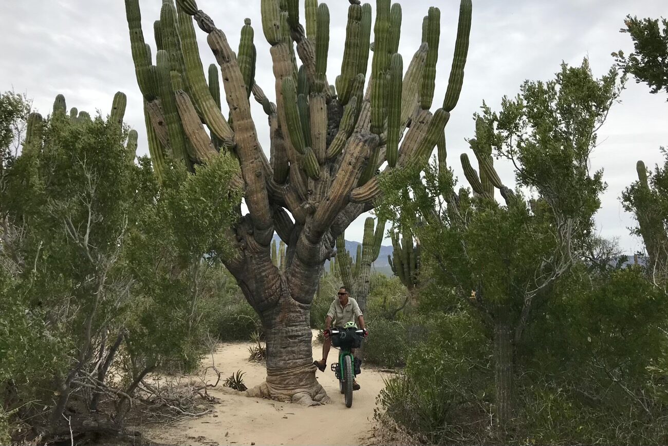 A grand cardon cactus