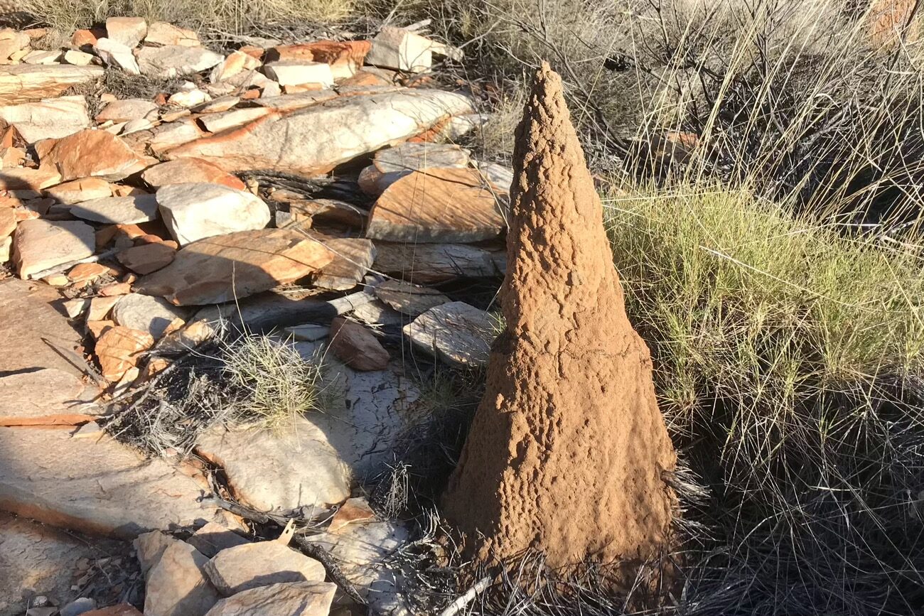 A spiky termite mound
