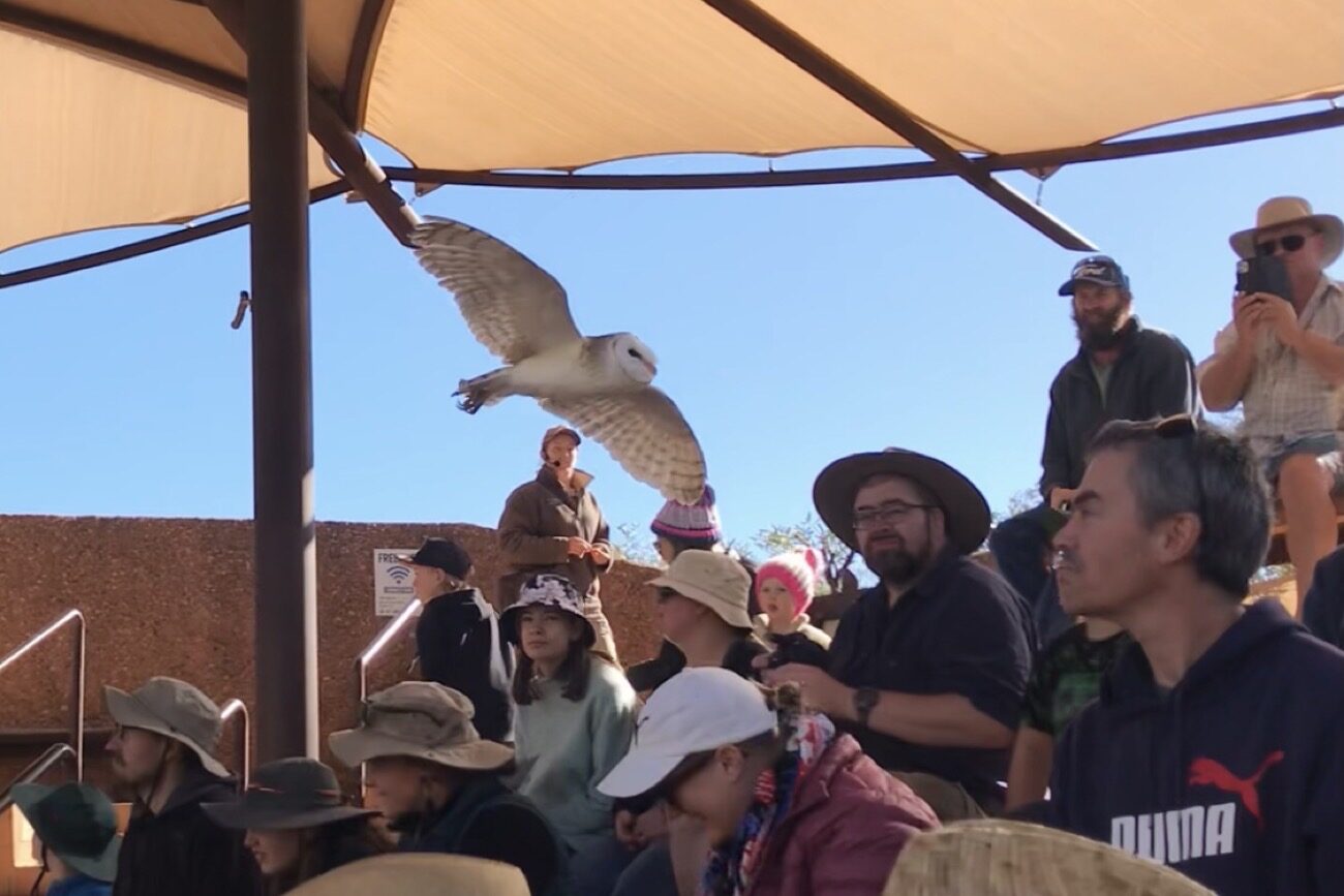A barn owl on one of its flyovers through the crowd