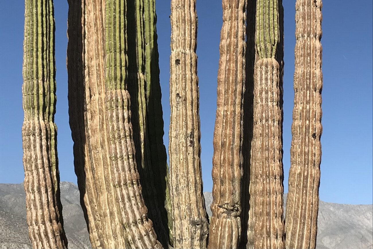 The different hues of the multi-stemmed cardon cactus