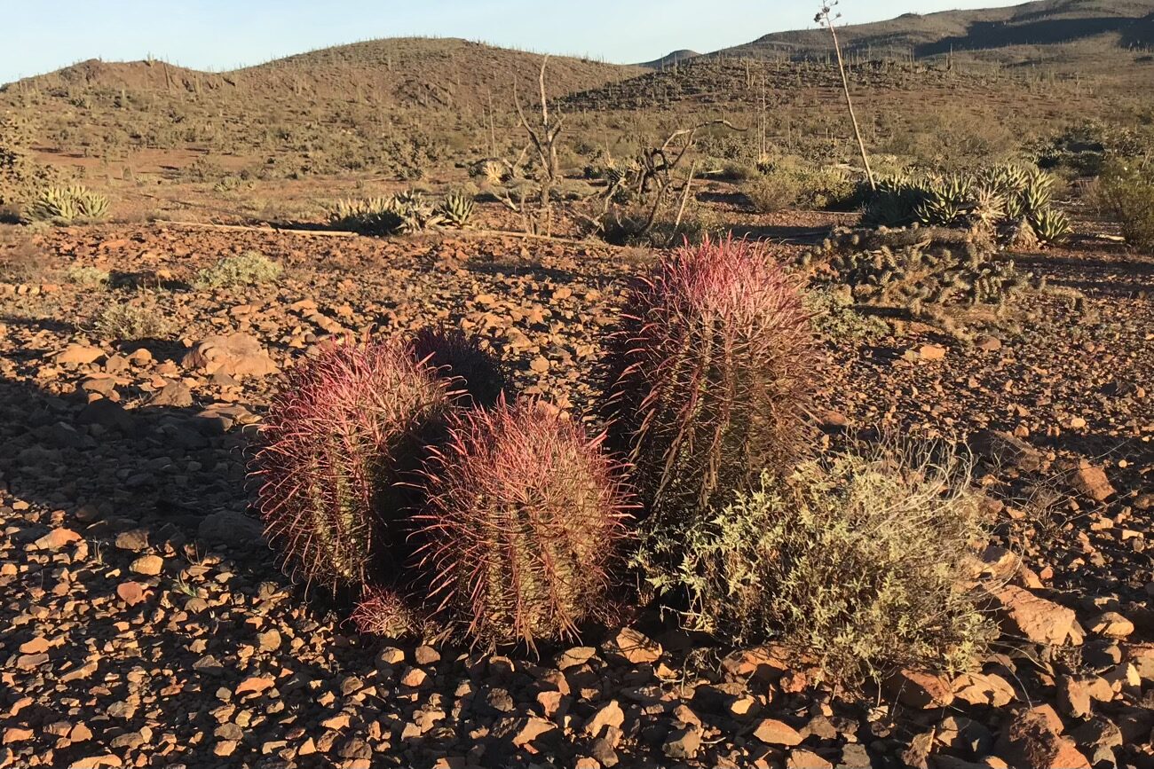 Barrel cacti with some wicked splines