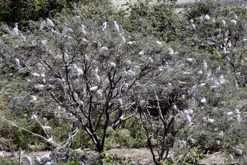 Trees full of nesting egrets
