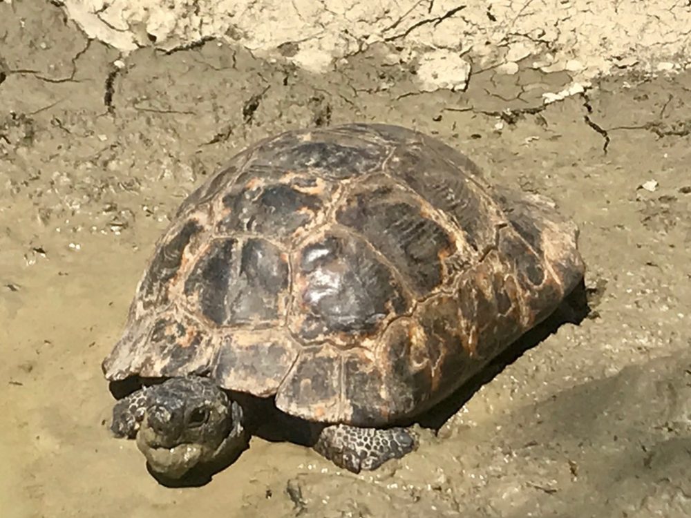 A muddy face from drinking out of this puddle but what sweetie! WE found at later at the museum that it was a Mediterranean tortoise