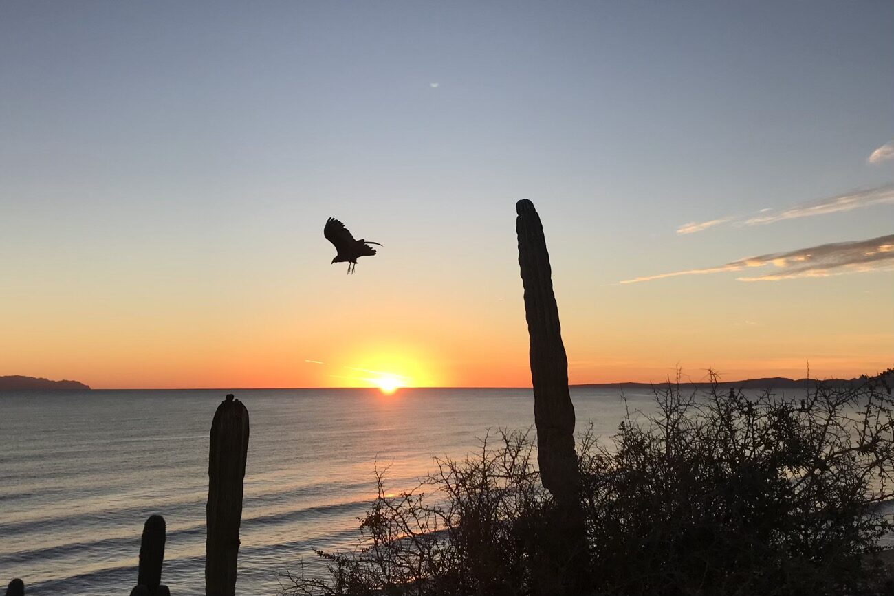 Turkey vulture taking flight in the rising sun