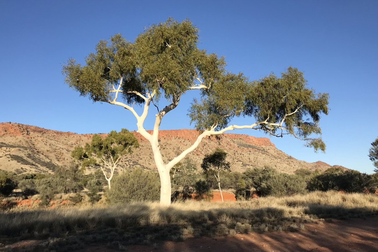 A beautiful ghost gum on the side of the track between town and the Desert Park