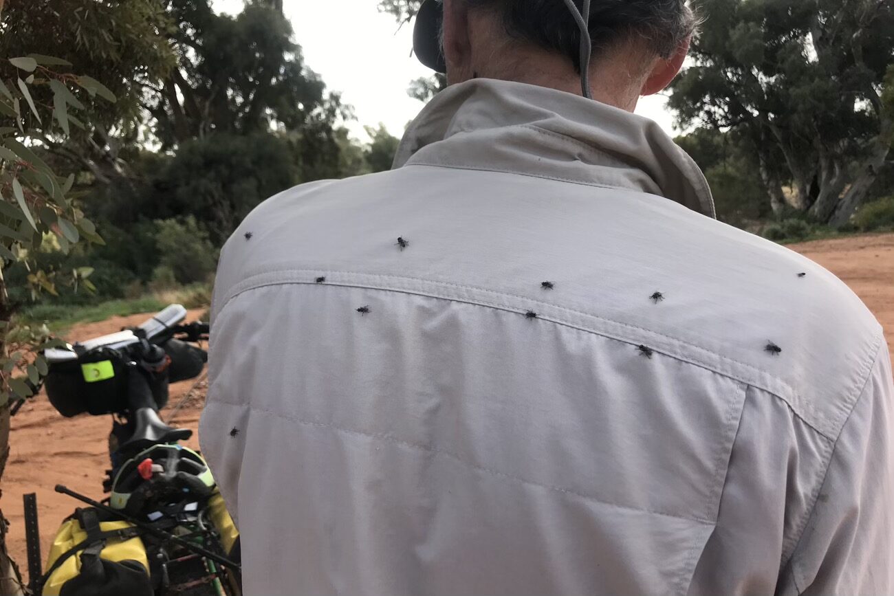 The flies enjoyed Alans sweaty shirt