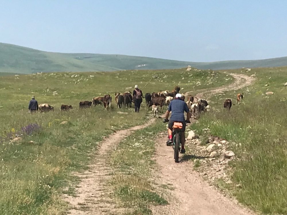 Herders, their cows and the overprotective dog
