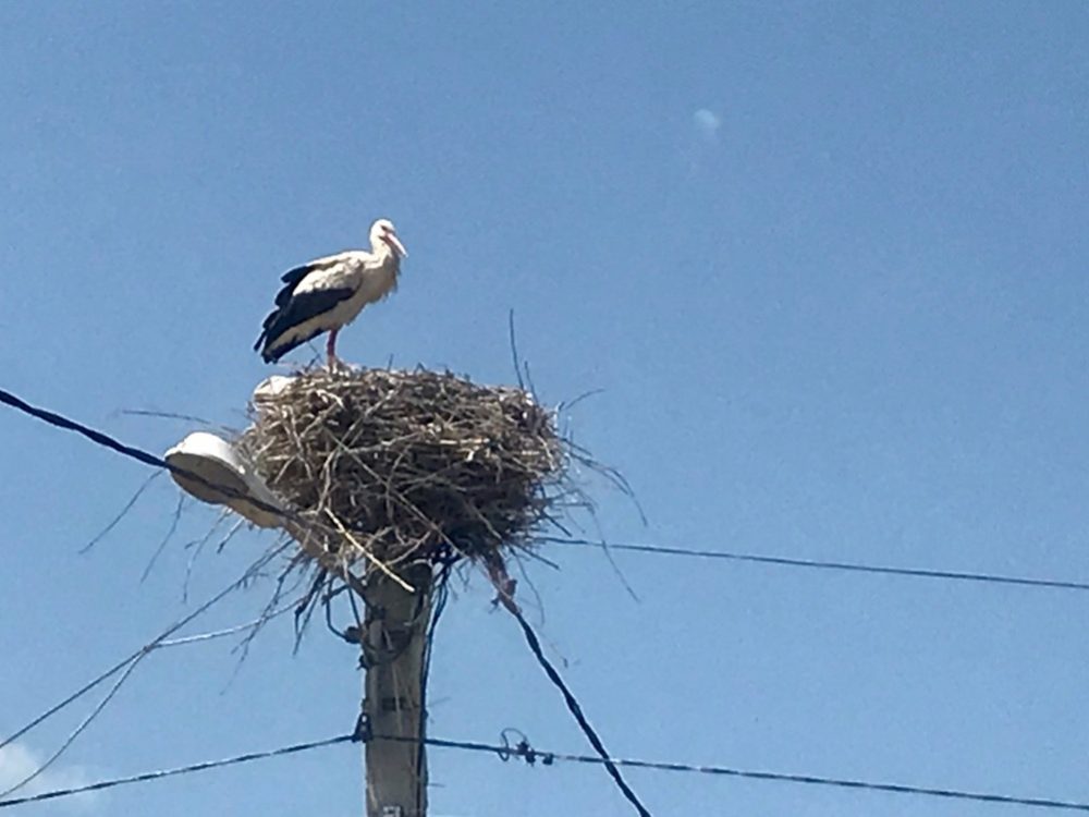 We were sitting eating ice cream outside a wee shop and looked up to see this huge stork on a nest. Then I saw another feeding atop another streetlamp, every 2nd pole seemed to have a stork family