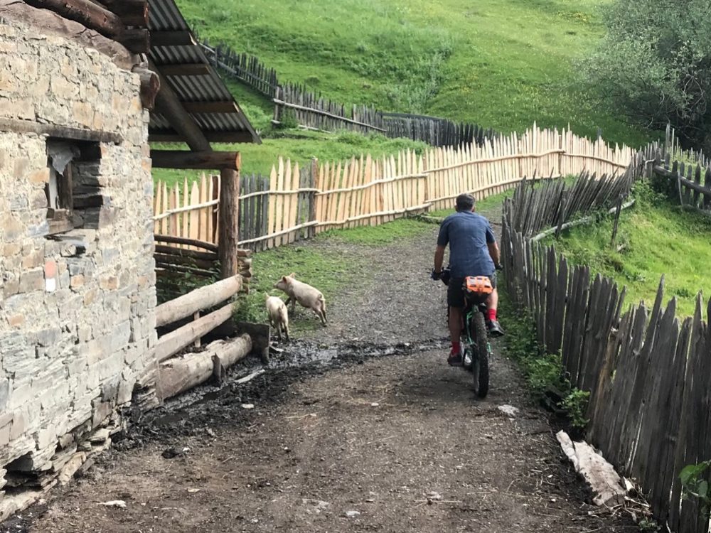 Alan chasing piglets through the village