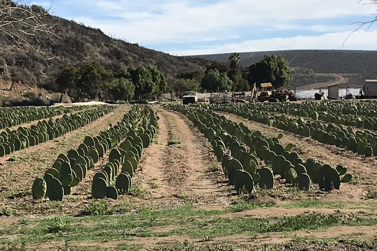 Prickly pear are an edible cactus and here are being grown commercially. The pads (nopales) are de-splined and fried or bolied and the fruit (tuna) is said to taste like melon or kiwi fruit