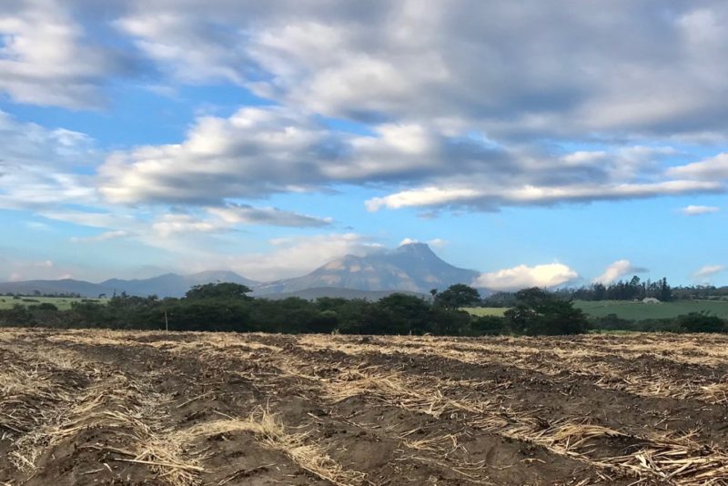 The cane has been harvested and the stubble burnt. Volcan Imbabura in the distance
