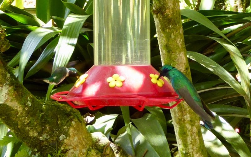 ..and hummingbirds around the bird feeder