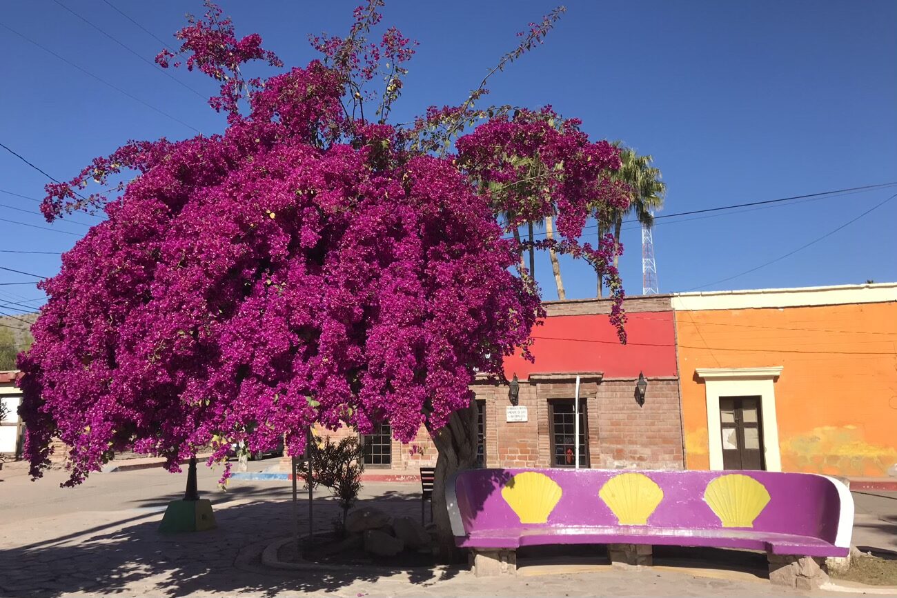 Stunning floral display in Mulege’s central plaza