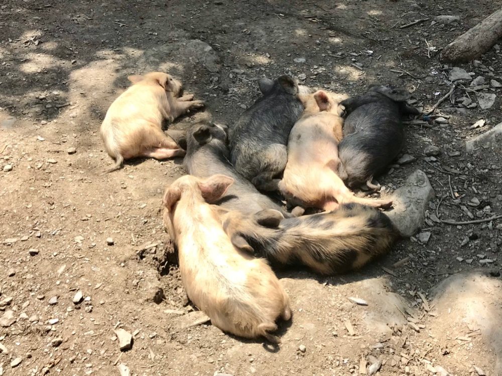 A litter of napping piglets