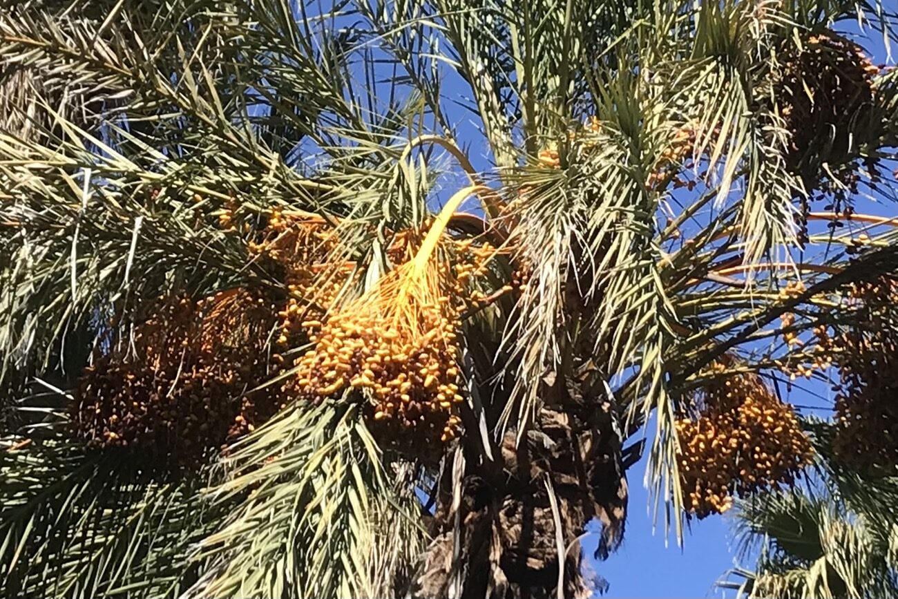Golden dates hanging off a date palm
