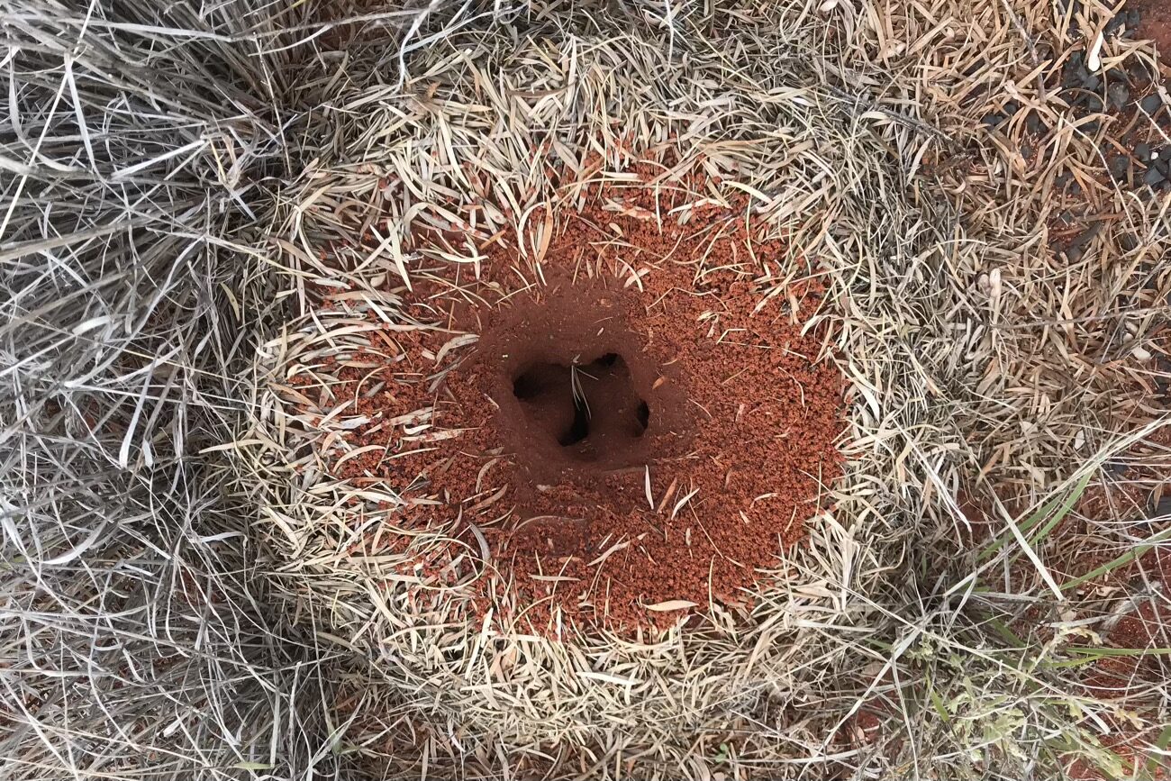 We thought wee marsupial holes but found out later they were ant holes, no-one home at present