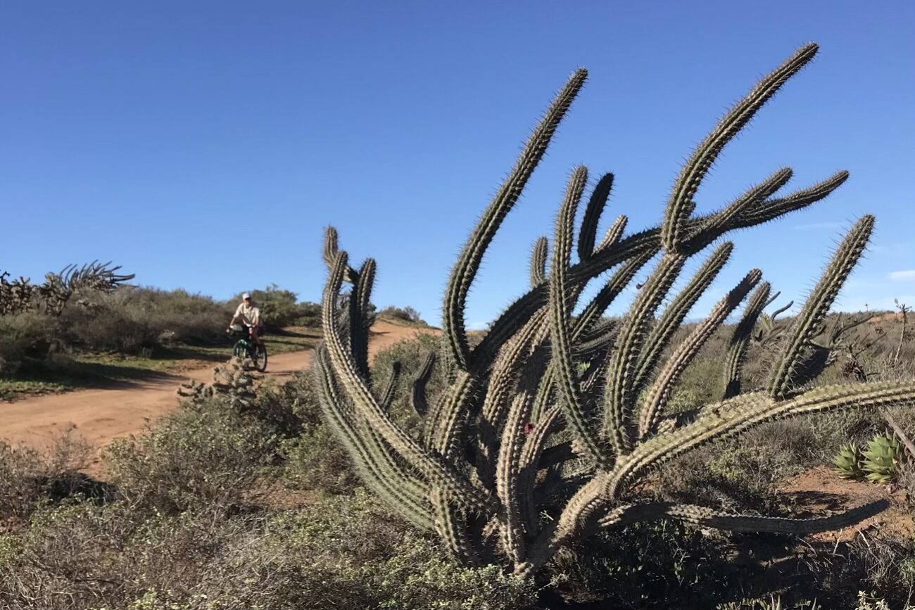 Cacti are becoming the more dominant flora as we head south