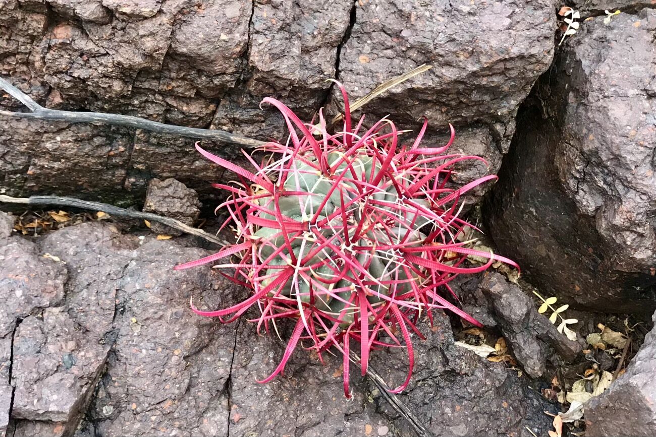 A baby barrel cactus
