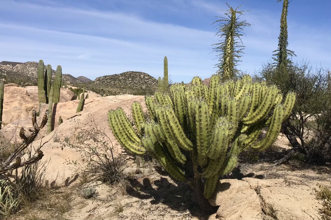 A beautiful cactus and granite landscape