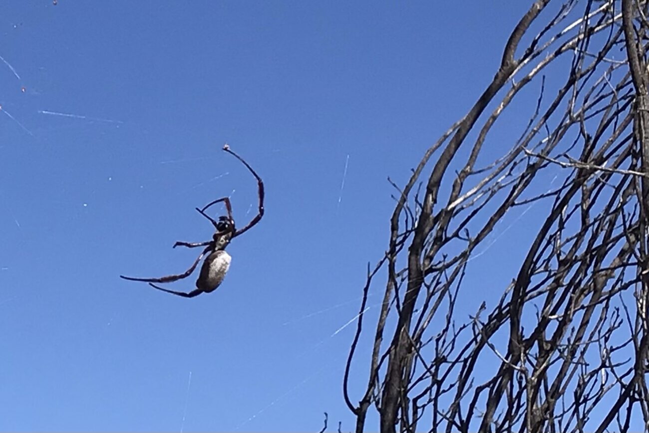 We spied this large orb spider..
