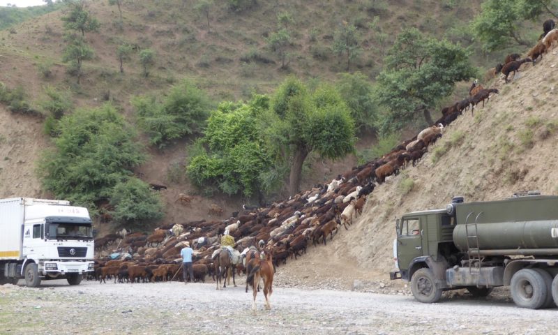 Truck and goat traffic jam