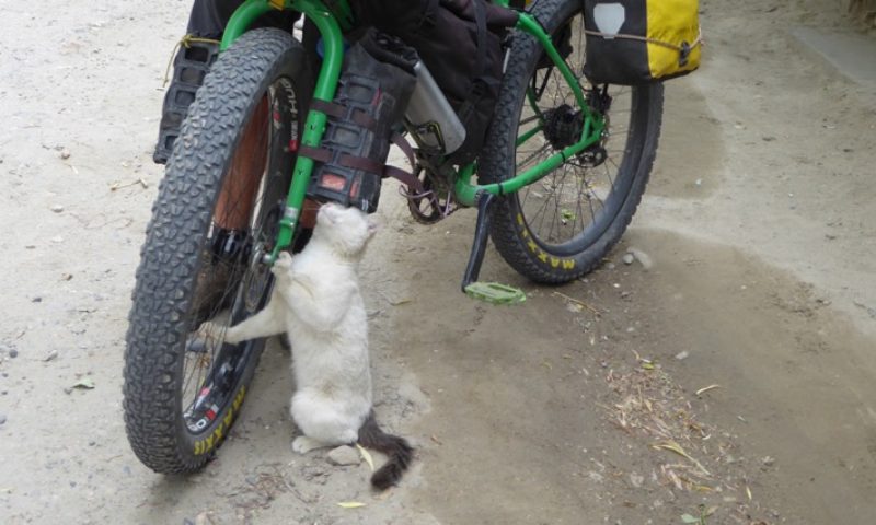 This cat was in raptures rubbing itself on Alan’s bike