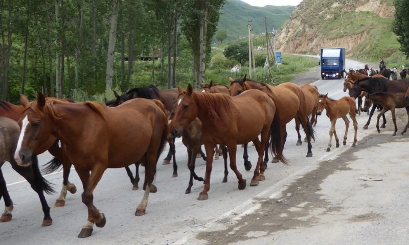 Goats in Tajikistan = horses in Kyrgyzstan