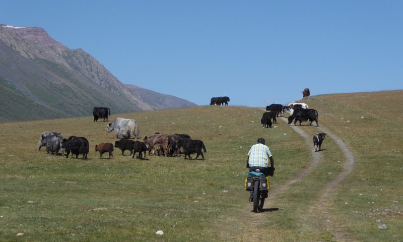 yaks and cattle..