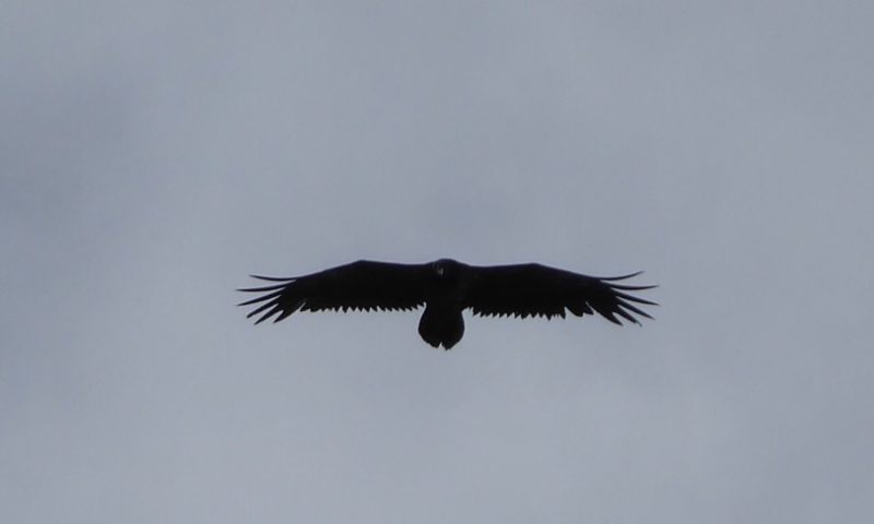 Perhaps a vulture circling in the hope of a carcass