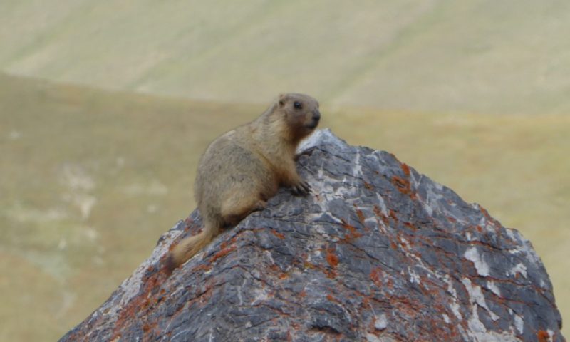 Aren’t I the cutest little marmot?