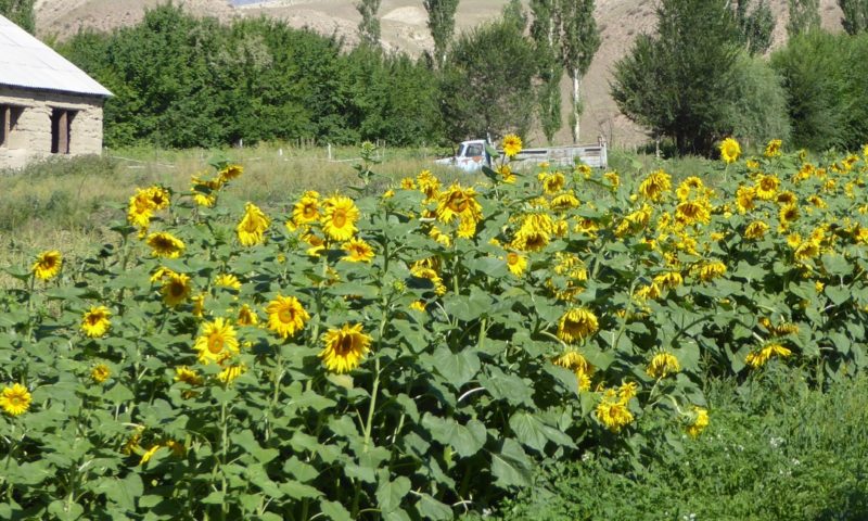 Sunflowers brighten the roadside view