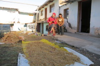 Quinoa drying to the strum of the uke