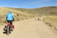 The llamas are heading out for a day of grazing with a carer and usually a few dogs