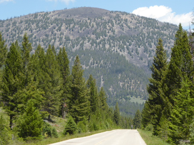 Forest is in better shape in Montana – less spruce – less spruce beetle die off