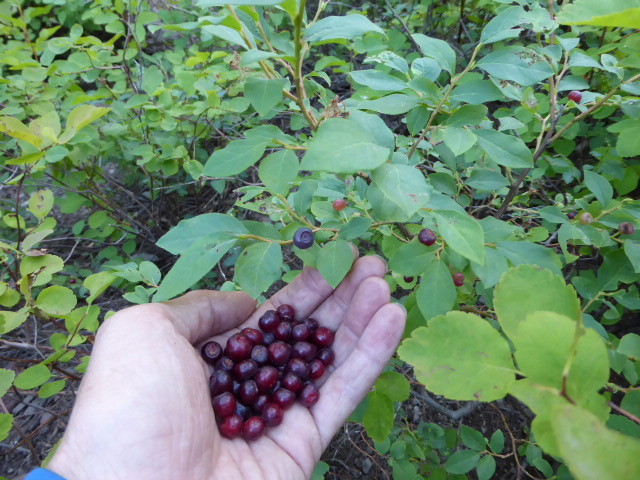 Huckleberries – yummy – gotta beat the bears to these