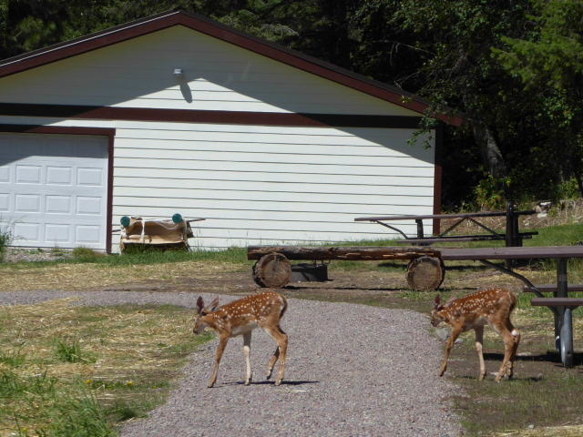 Backyard bambis