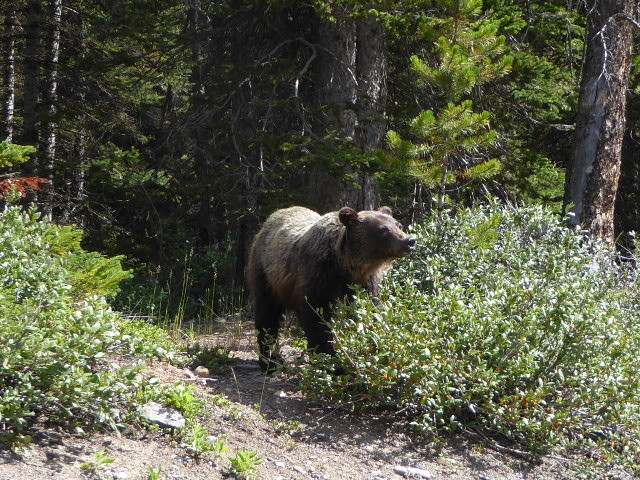Roadside grizzly cub (1 year old) grazing the berries, totally ignoring the 4 vehicles of people watching