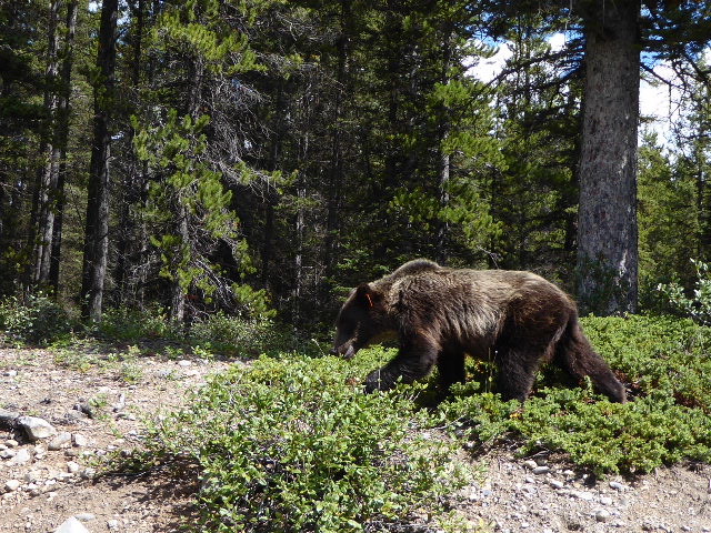 Grizzlies have a distinctive hump and a longer nose than black bears