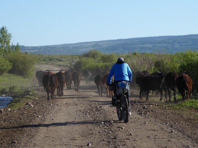Mustering the cattle – the numbers grew till we could finally out run them
