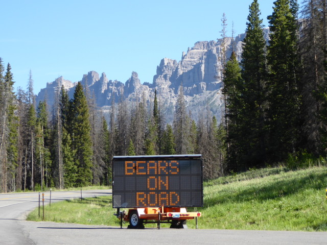 Bears on Road – Don’t leave your vehicles – the signs said!