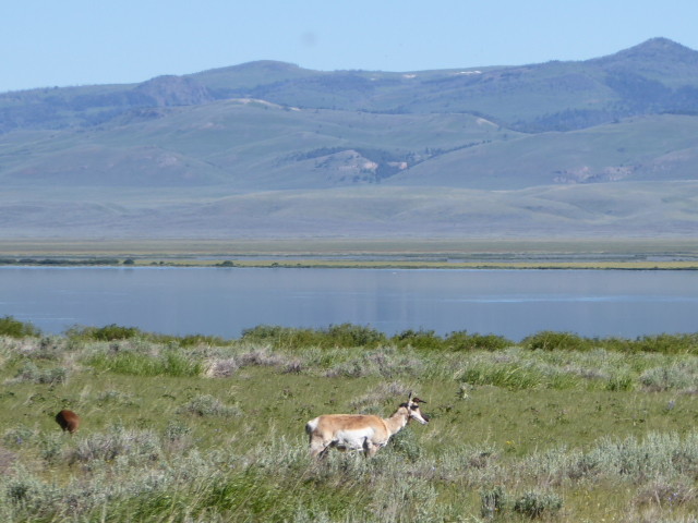 Pronghorn antelope and a crane roadside