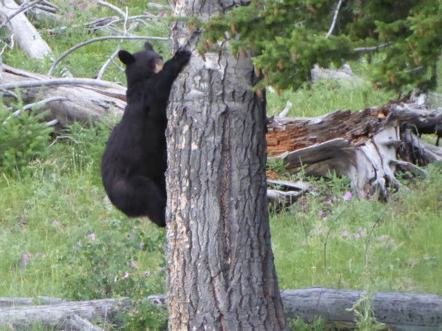 Returning back down the tree – don’t try and out climb a black bear to get away